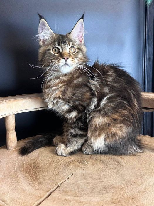 Мармурова дівчина  з правом розведення