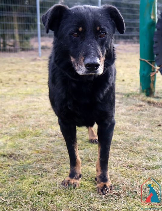 Pedro 76/20 - SZUKA DOMU!