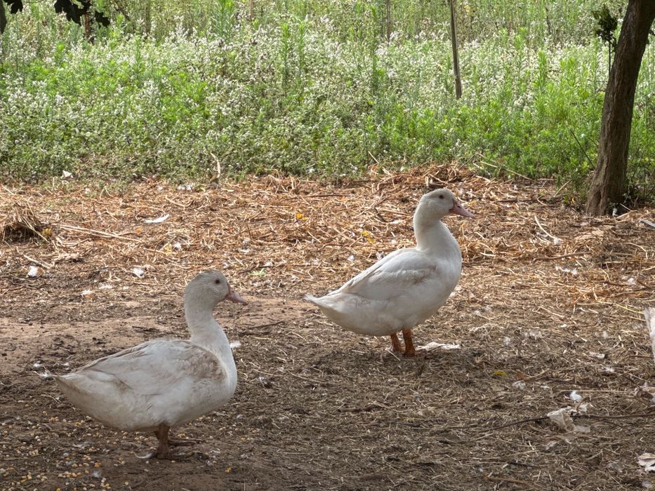 Patos brancos de carne