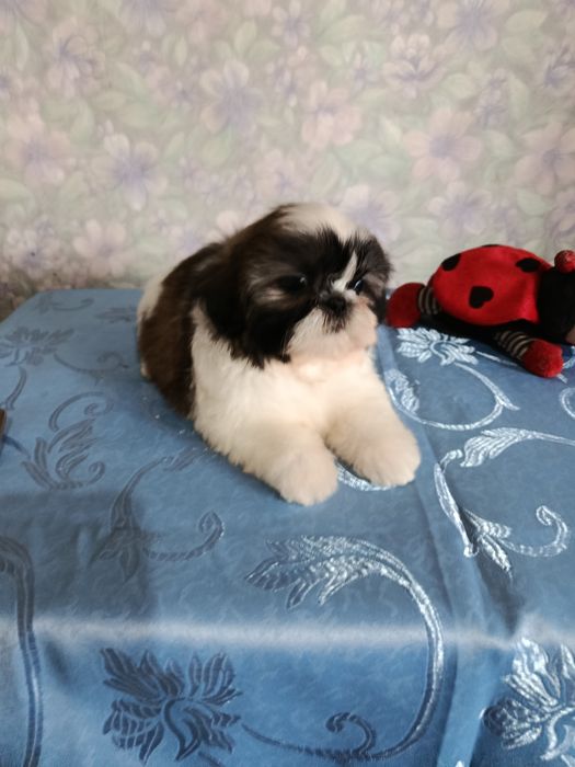 Продаются щенки ши тцу