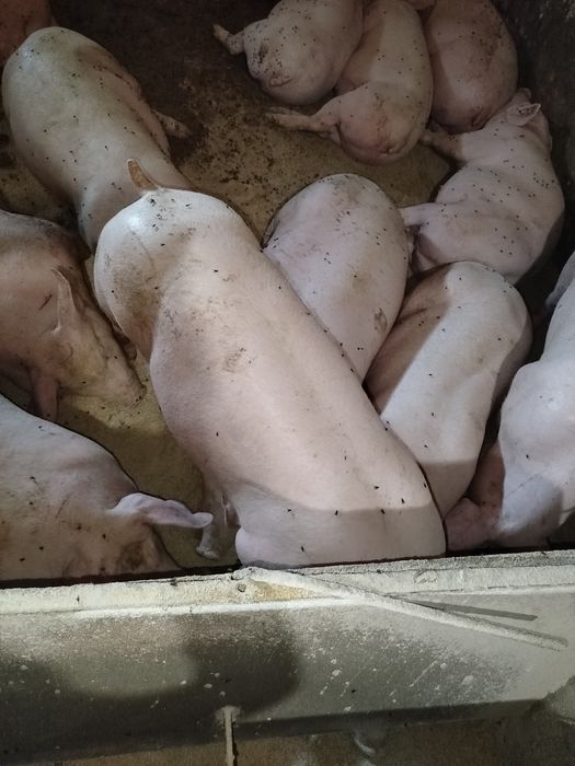 Продам свиней живою вагою свині