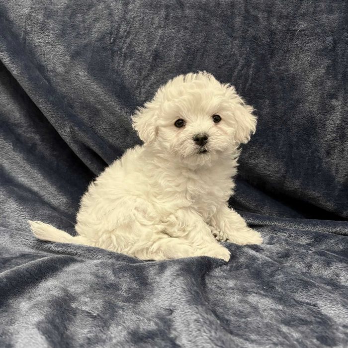 Bichon frise FCI, piękny chłopak