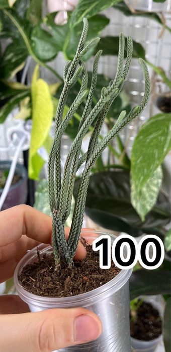 Монстера альба, крассула Rope, антуріум Balaoanum