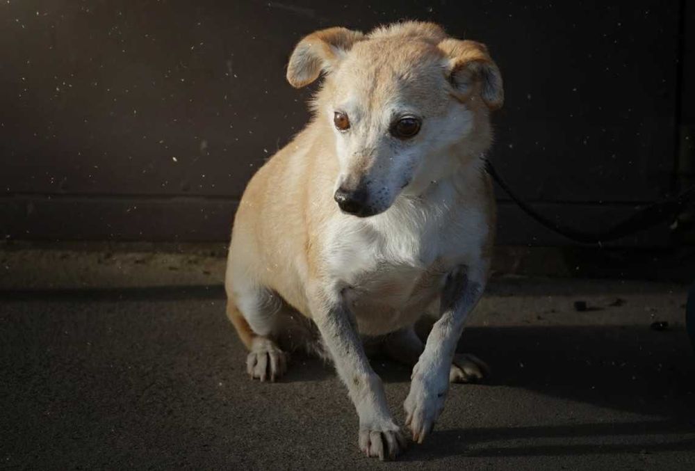 NAVIK - maleńki, staruszek czeka na dom