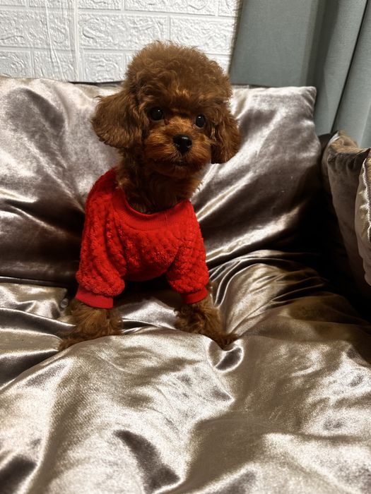 Ляльковий Той пудель хлопчик