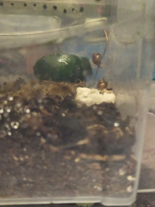 Підлітки ахатіна фуліка (achatina fulica) равлики