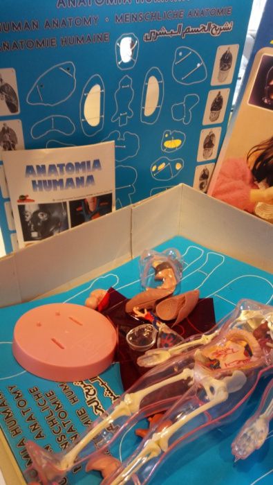 Jogos -Anatomia Humana