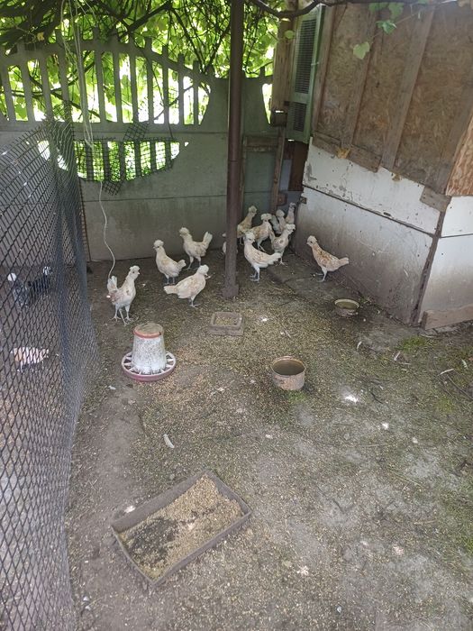 Kury, koguty padewskie młode. Sprzedam