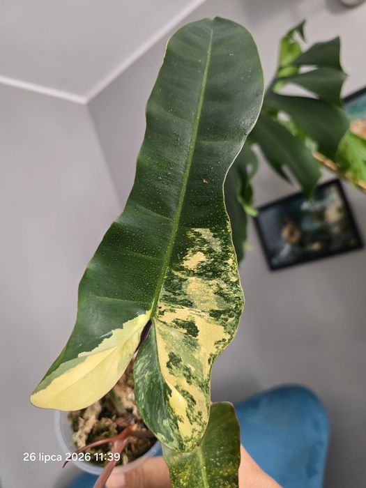 Philodendron  brown beauty variegata