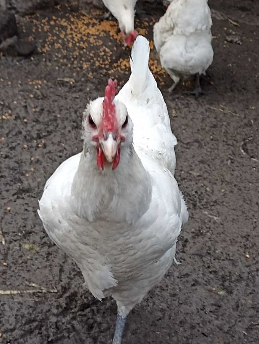 куры бресс гальский. яйцо инкубационное