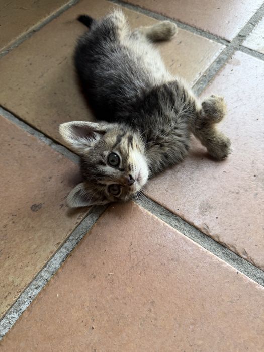 Gatinhos para adoção