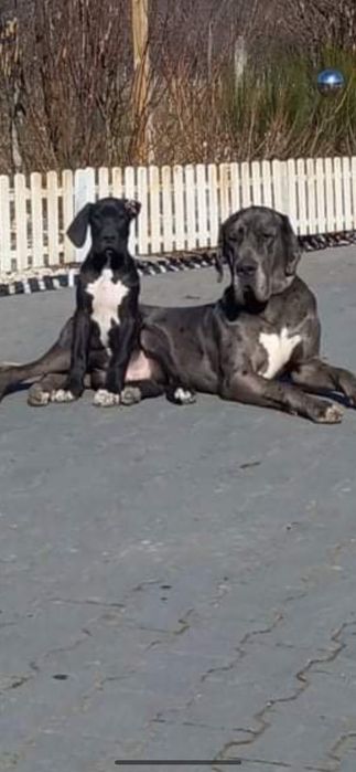 Dog niemiecki śliczna suczka