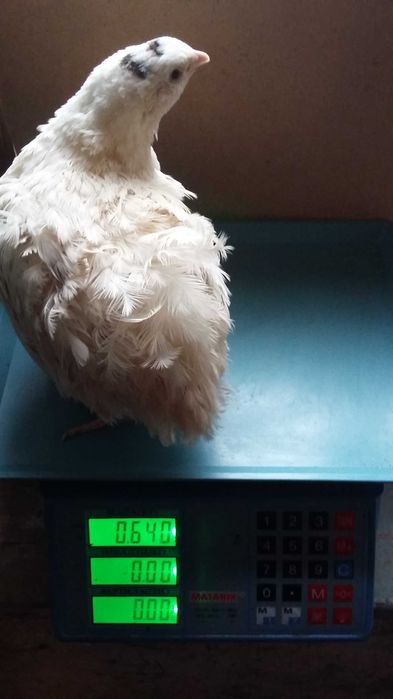 Техасские бройлерные инкубационные яйца.