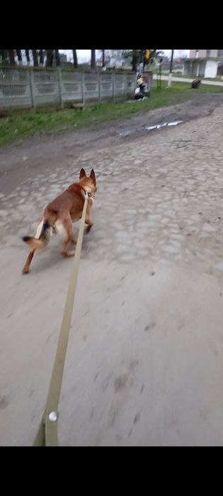 Віддам в добрі Руки Цуценят