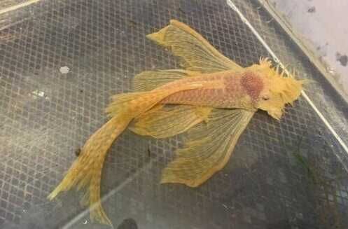 Ancistrus varias linhas