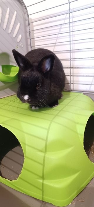 Coelhinho anão castrado + gaiola e acessórios