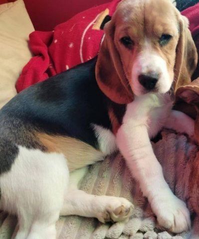 Beagle szczeniak trikolor aktualne