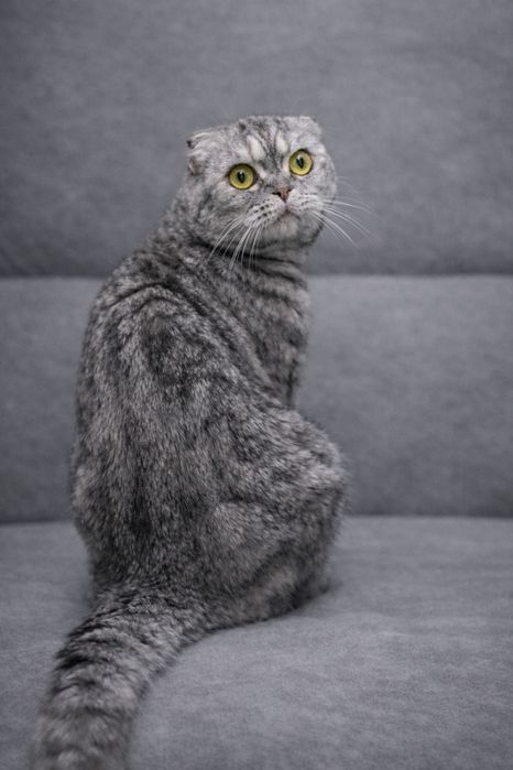 Шотландські кошенята (Scottish Fold / Straight)