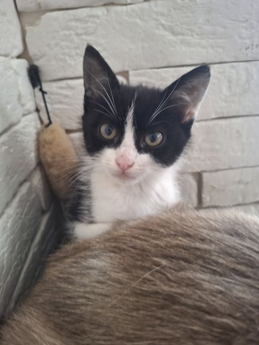 Котик Лео 2 міс.