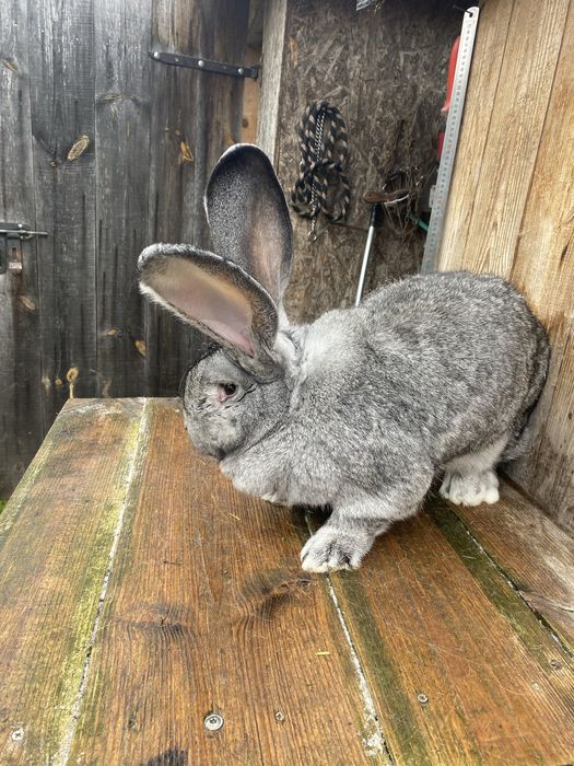 Belgijski olbrzym szynszylowy