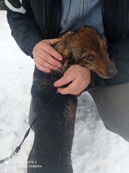 Malutki kochany piesek szuka domku.