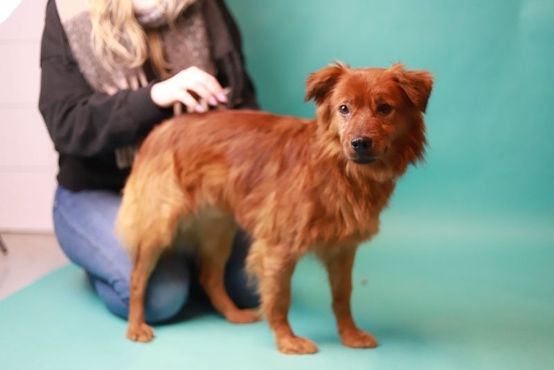 Łagodny i wrażliwy psiak szuka kochającego opiekuna, do adopcji