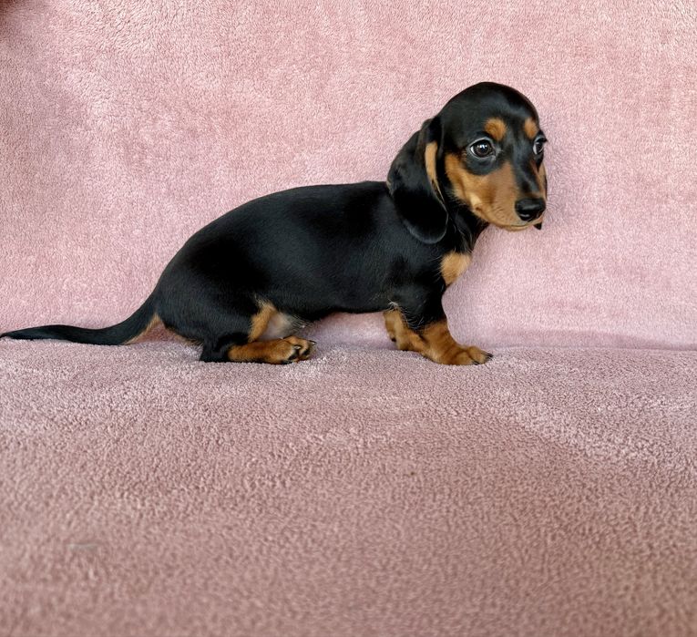 Jamnik miniaturowy suczka