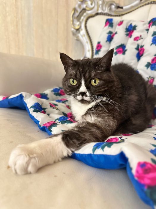 Жаклін. Стерилізована, вакцинована, має ветпаспорт