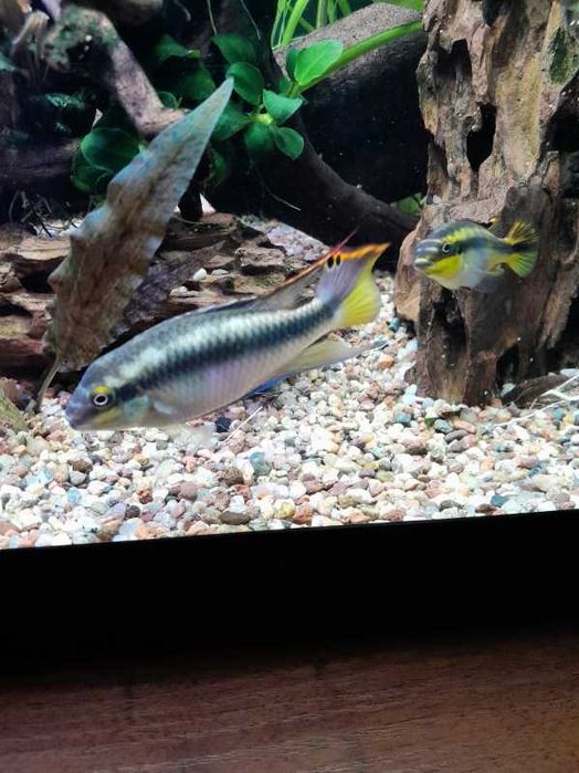 Barwniak czerwonobrzuchy