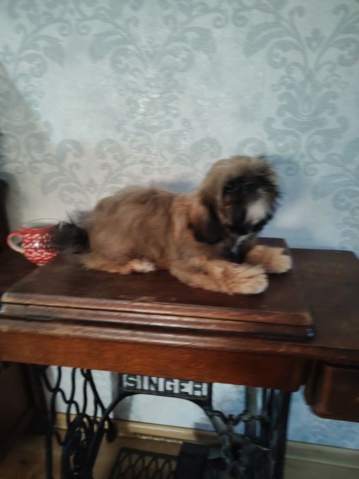 Shih tzu złota suczka z rodowodem REZERWACJIA