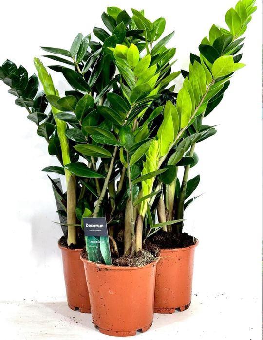 Заміокулькаси в Києві, великий вибір