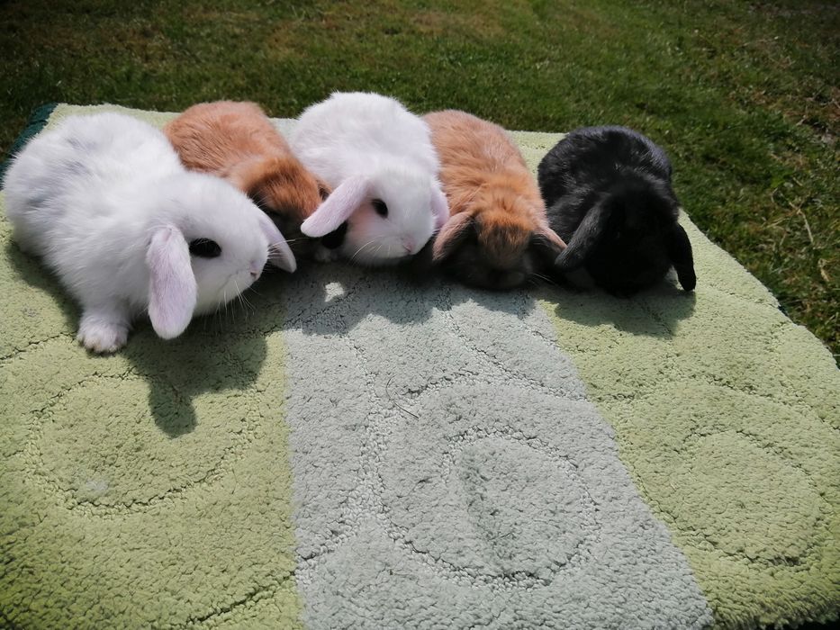 Вислоухі декоративні баранчики