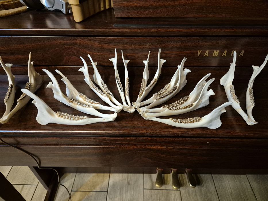 Zuchwa szczęka sarny jelonek zęby czaszka