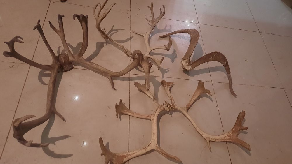 Рога оленя,бизона