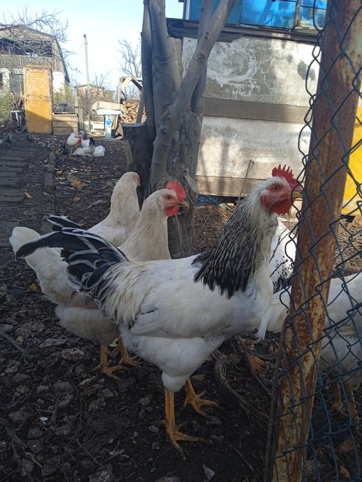 Продам. Когута. Петуха на племя.