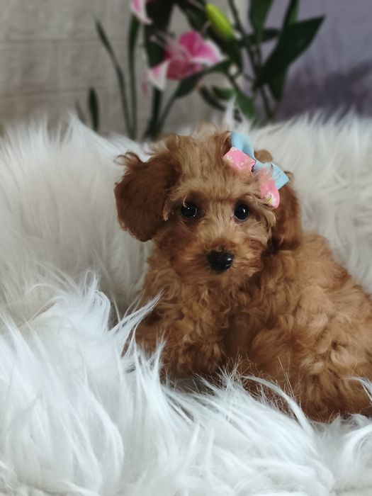 Pudel toy mini księżniczka