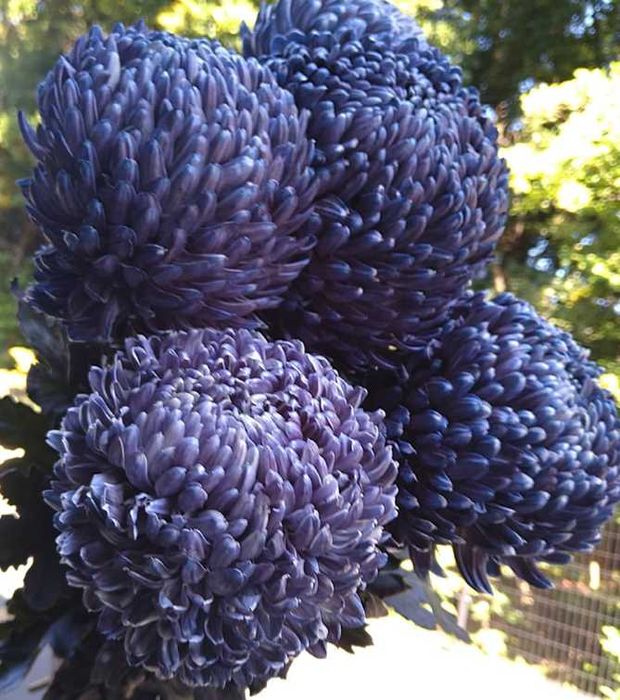 Хризантеми, саджанці в контейнерах!