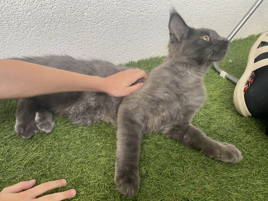 Niebieski dymny kocurek Maine Coon