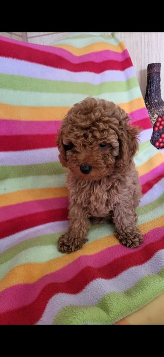 Той пудель ред браун.