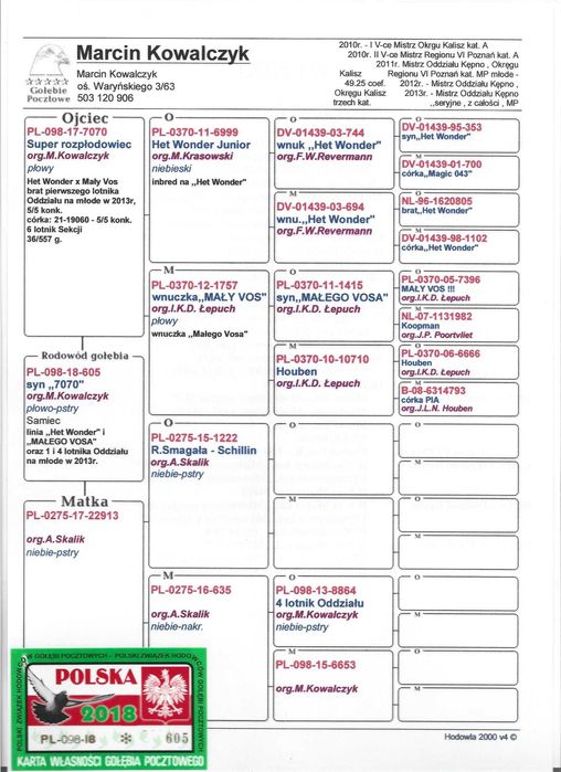 gołębie pocztowe inbred 808 / MAŁY VOS i  HET WONDER