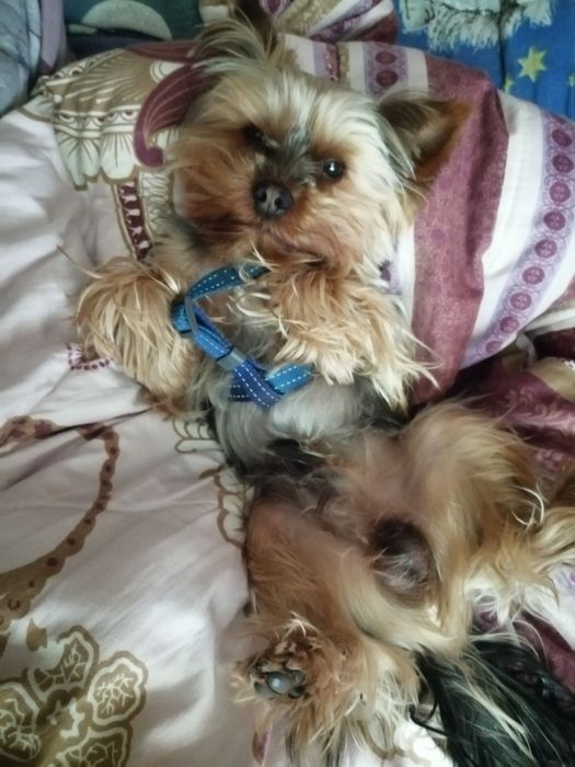 Случка Йорка (родословний) 1000гр