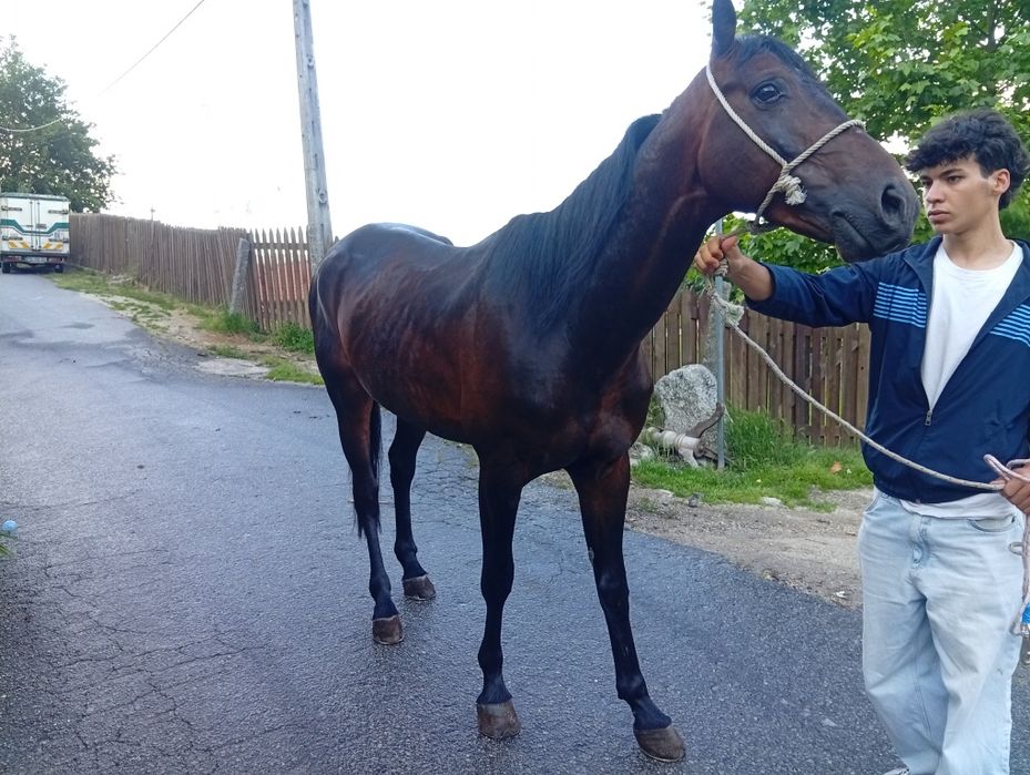 Cavalo inteiro trutador 4 anos