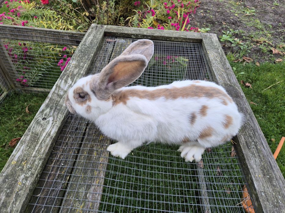 Srokacz niemiecki trójbarwny, samce