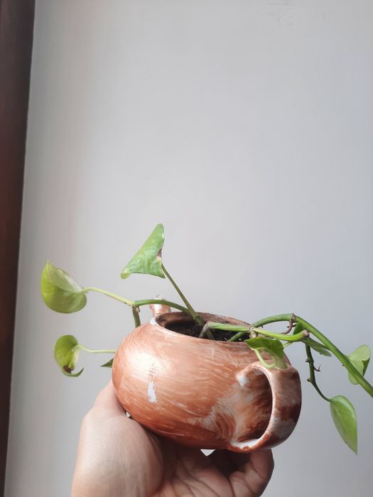 Кактус кожен рік квітне.  ахризон толстянка  сциндапсус