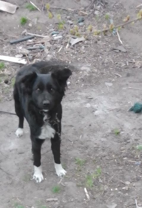 Віддам собачку,дівчинку.