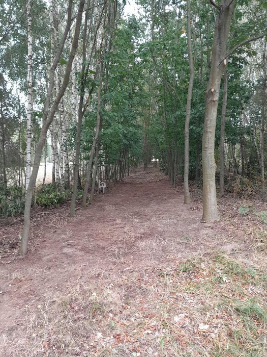 Działka rolna zalesiona z warunkami zabudowy