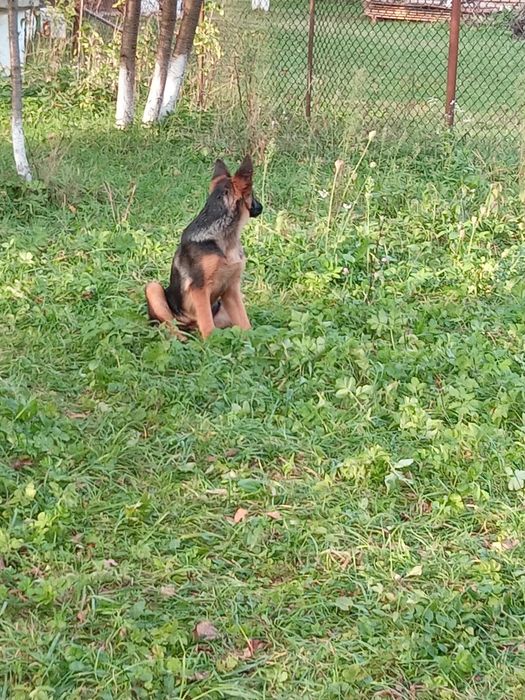 Продам німецьку вівчарку,дівчинку.