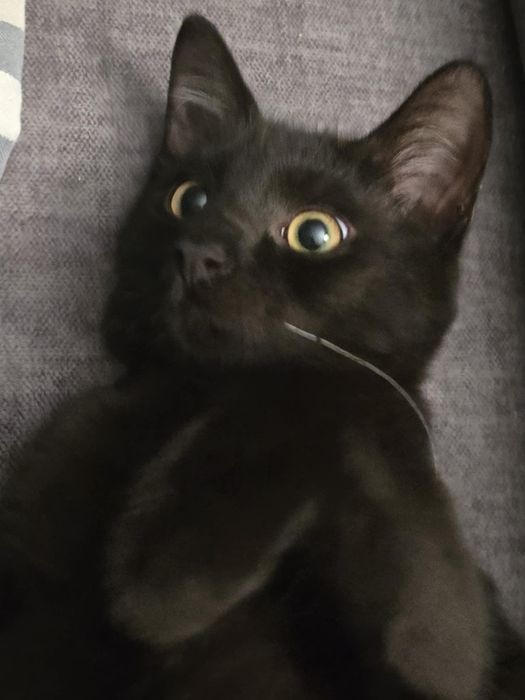 Cudowny o aksamitnym czarnym futerku kociak kocurek do adopcji