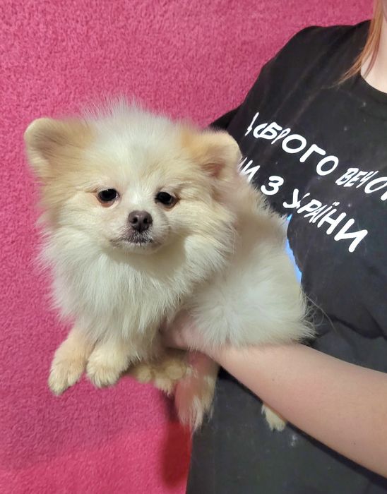 Дівчата підлітки окраса білі та крем.