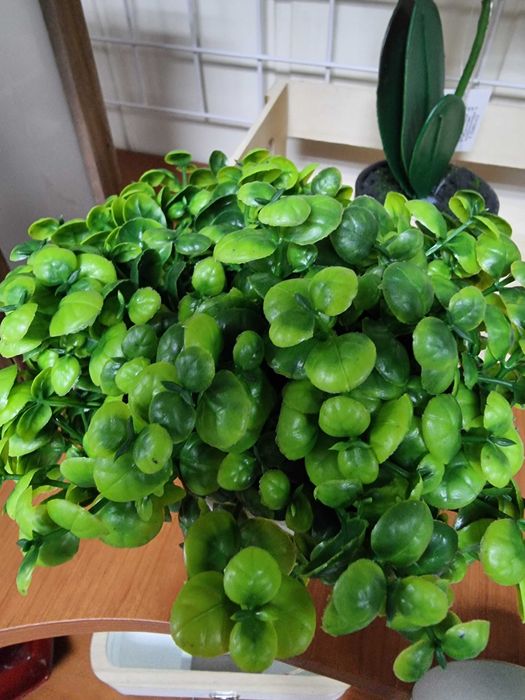 Sztuczny Bukszpan gipsowej doniczce jak żywy sztuczne bukszpany kwiaty